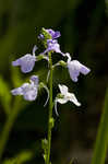 Oldfield toadflax